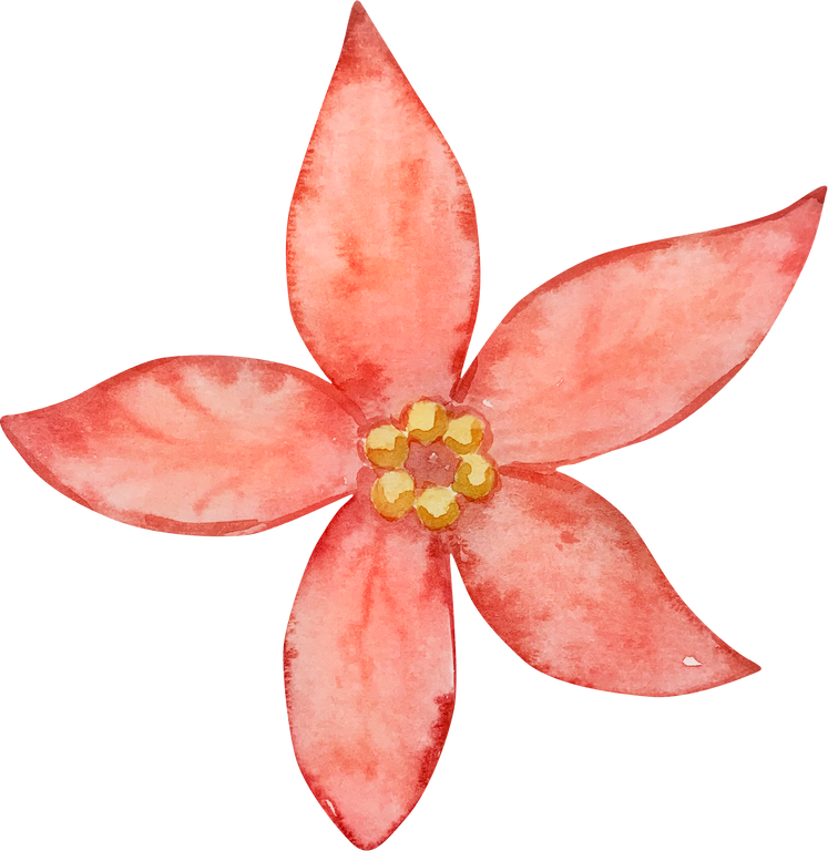 Watercolor Christmas Nutcracker, winter poinsettia flower